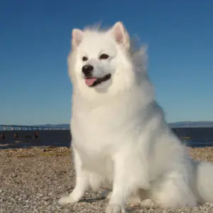 Canadian Eskimo Dog