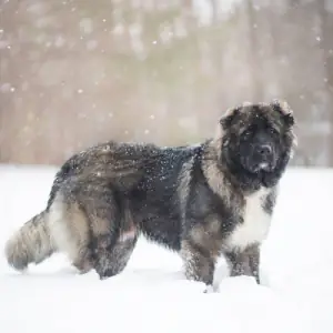 Caucasian Shepherd Dog