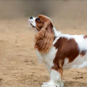 Cavalier King Charles Spaniel