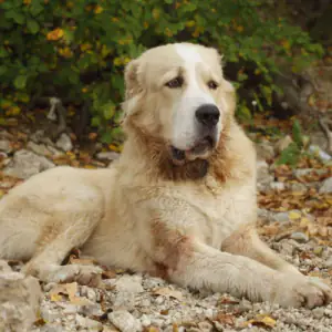 Central Asian Shepherd Dog