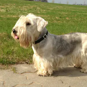 Cesky Terrier