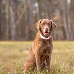Chesapeake Bay Retriever