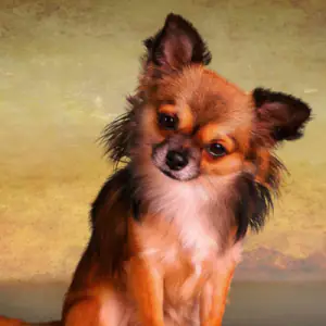 Chihuahua (Long Coat)