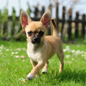 Chihuahua (Smooth Coat)
