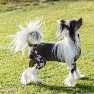 Chinese Crested Dog