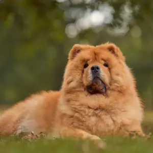 Chow Chow