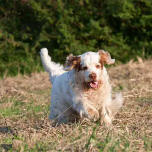 Clumber Spaniel