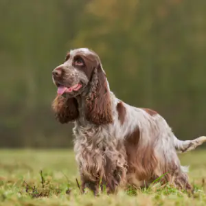 Cocker Spaniel