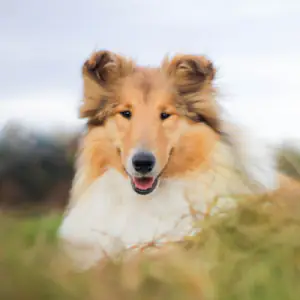 Collie (Rough)