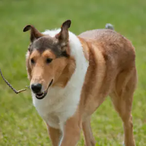 Collie (Smooth)