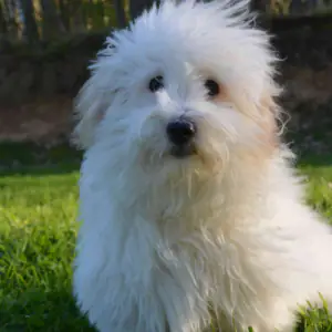 Coton De Tulear