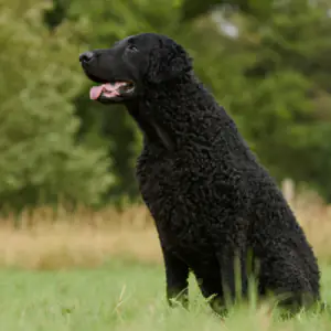 Curly Coated Retriever