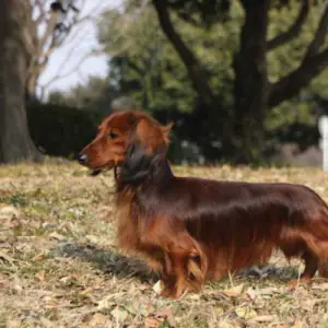 Dachshund (Rabbit Long Haired)