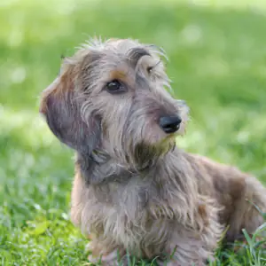 Dachshund (Rabbit Wire Haired)