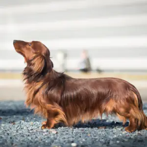 Dachshund (Long Haired)