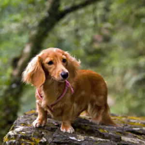 Dachshund (Miniature Long Haired)