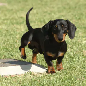 Dachshund (Miniature Smooth Haired)