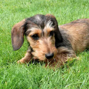 Dachshund (Miniature Wire Haired)