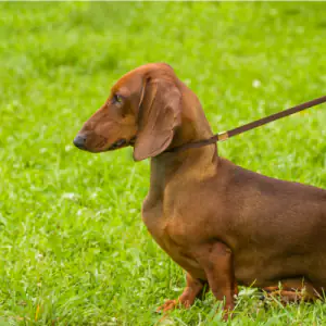 Dachshund (Smooth Haired)