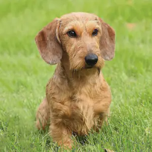 Dachshund (Wire Haired)