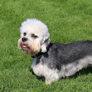 Dandie Dinmont Terrier