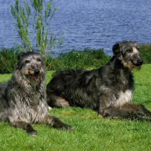 Deerhound