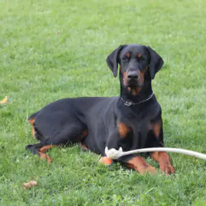 Dobermann