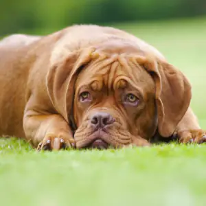 Dogue de Bordeaux