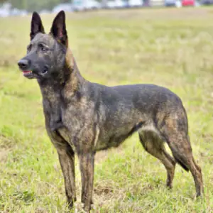 Dutch Shepherd Dog