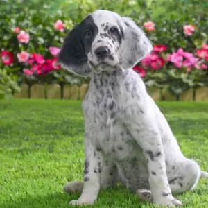 English Setter