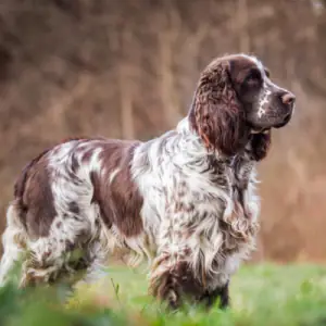 English Springer Spaniel
