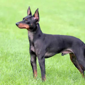 English Toy Terrier (Black and Tan)
