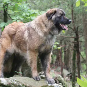 Estrela Mountain Dog