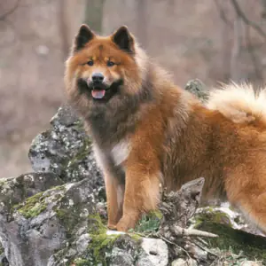 Eurasier