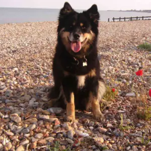 Finnish Lapphund