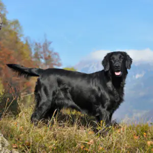 Flat Coated Retriever