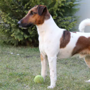 Fox Terrier (Smooth)