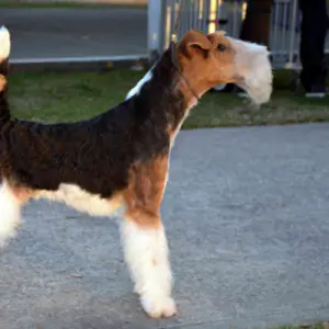Fox Terrier (Wire)