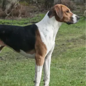 Foxhound