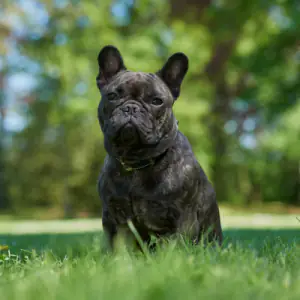 French Bulldog