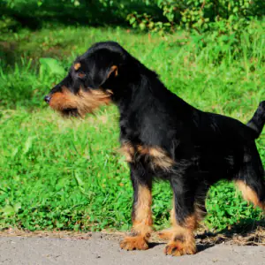 German Hunting Terrier