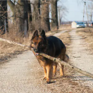 German Shepherd Dog (Long Stock Coat)