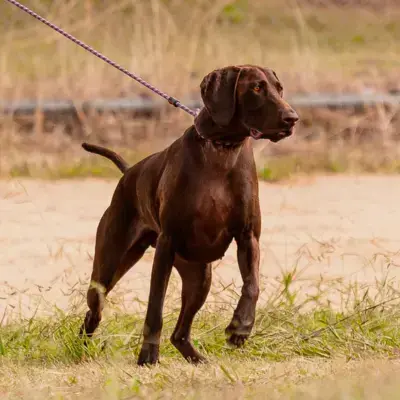 German Shorthaired Pointer
