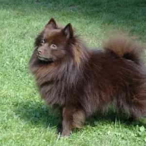 German Spitz (Klein)