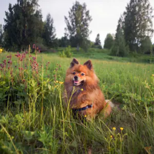 German Spitz (Mittel)