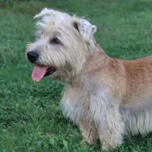 Glen of Imaal Terrier