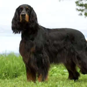 Gordon Setter