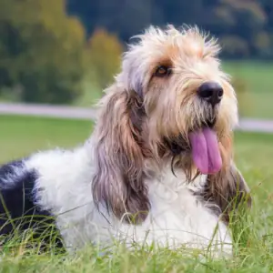 Grand Basset Griffon Vendeen