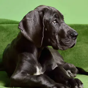 Great Dane