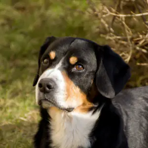 Great Swiss Mountain Dog